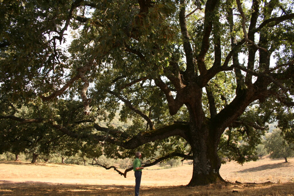 Árboles Singulares